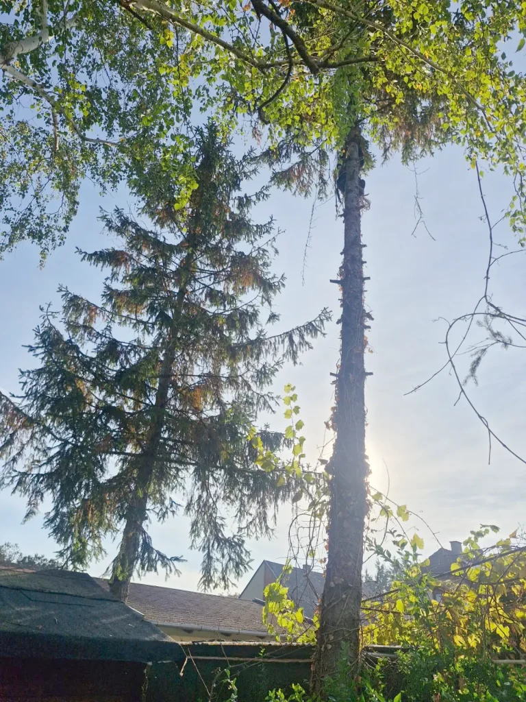 Ágaitól megtisztított fenyőtörzs, tetején alpinista, Balatonfenyves