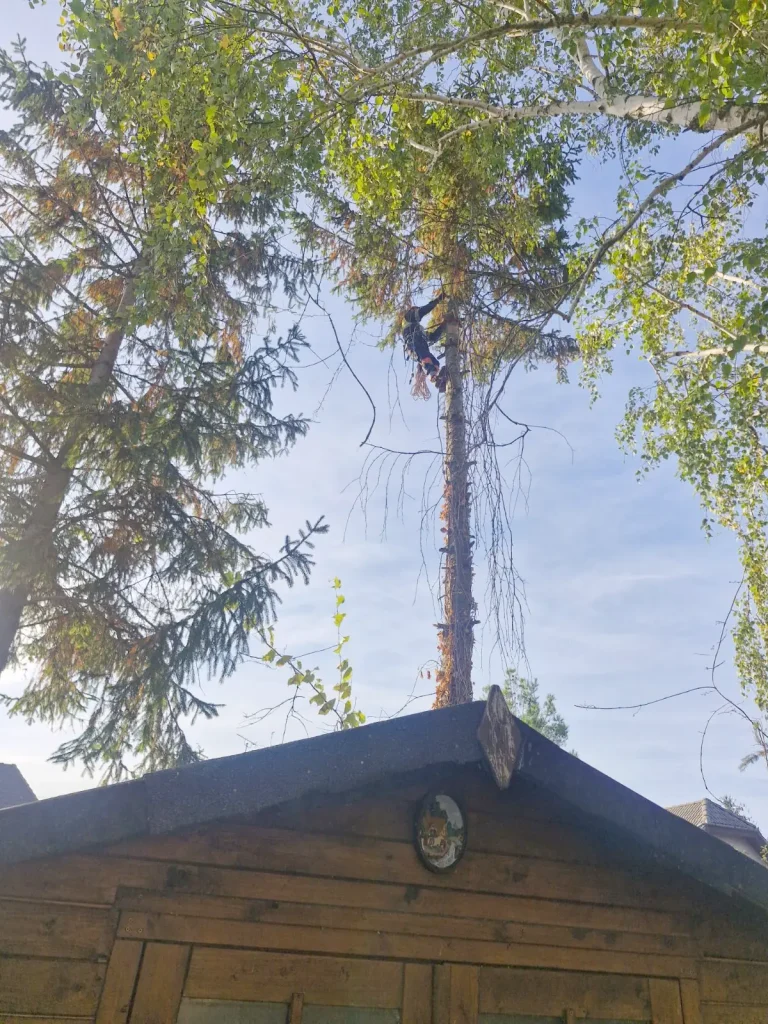 Magas fenyő a nyaraló mellett a kivágás közben, Balatonfenyves