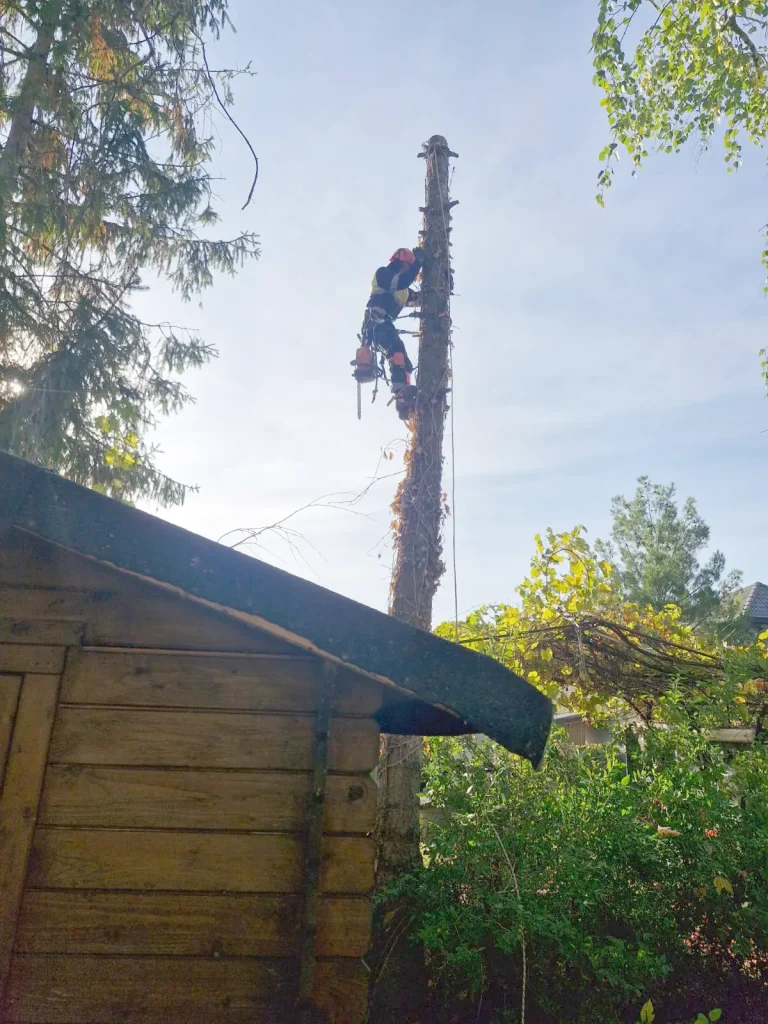 Alpinista a melléképület fölé nőtt fenyőn, Balatonfenyves