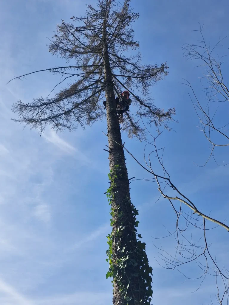 Alpinista a kiszáradt fenyő koronájában, Szentgotthárd